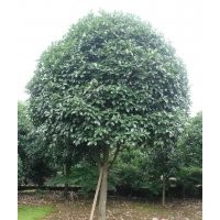 湖南丹桂价格，四季桂价格，月月桂价格，金桂价格，八月桂价格