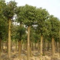 湖南大香樟价格，骨架香樟价格，截杆香樟价格，移栽香樟价格