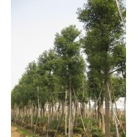湖南香樟树，杀头香樟，切杆香樟，截杆香樟，骨架香樟，移栽香樟