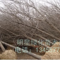 大量甩卖香花槐60亩地