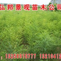 供应山东国槐速生国槐量大