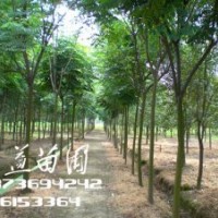 2公分栾树价格,3公分栾树价格,5公分栾树价格