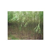 垂柳/金丝柳/山西林业科协苗圃基地