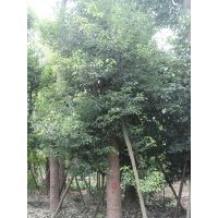 供应香樟 四川香樟价格