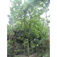 大量供应白玉兰 各种规格二乔玉兰苗木 成都白玉兰苗木 工程苗木