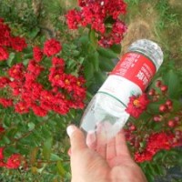 长期供应红红火箭紫薇、红火球紫薇、美国红叶紫薇