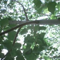 宁夏出售美国大叶杨