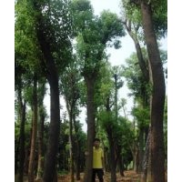 绿波园林：25公分骨架香樟价格