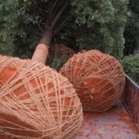 供应15公分移栽桂花树