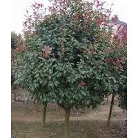 6公分红叶石楠（单杆，分枝高度80公分）