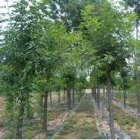 落叶乔木基地大量出售白蜡