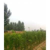 代购苗木品种有青垂、雄性垂柳，速生柳、金丝垂柳、馒头柳、9901