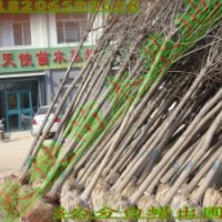 速生白蜡，速生国槐，白蜡，榆树等