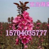 光辉海棠、紫叶海棠、亚当海棠