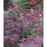 长期供应 日本红枫三季红