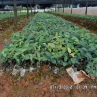 长期供应高品质桂花 十里飘香