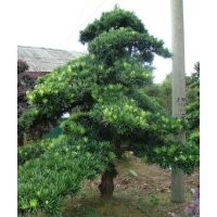 供应：湖南本地罗汉松,罗汉松小苗,造型罗汉松