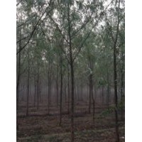 优质竹柳、金叶榆