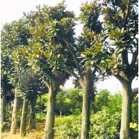 湖南苗木，乔灌木，各类球型苗木，色块小苗，扦插小苗，绿化用苗