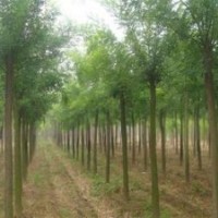 供应造型国槐 速生国槐 闷子