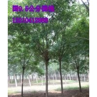 济南--苗木供应商9公分国槐10000棵、苗圃苗、随时起苗