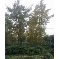 银杏小苗价格：欢迎来电详询 银杏小苗苗木低价供应