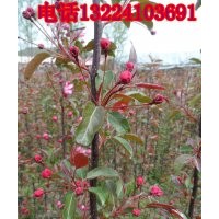 红肉海棠、光辉海棠