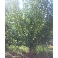 13公分京红海棠树