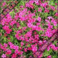 绿化苗木出圃是时间白碧桃、青铜树苗