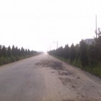 山东威海供应蜀块、紫叶李、白蜡、黑松