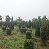 桧柏球厂家直销