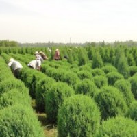 哪里桧柏球卖得好