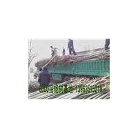 毛白杨-千头椿树-１０７-白蜡苗.