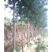 白皮松，原生国槐，国槐苗，油松，侧柏，皂角