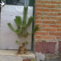 出售 黑松 油松侧柏 苗木