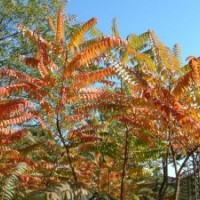 供应优质火炬树