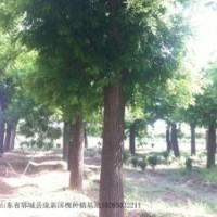 供应自家苗木，国槐，合欢，法桐，栾树