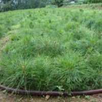 供应50公分油松苗