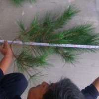 供应50公分油松树苗 油松价格 油松小苗