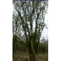 陕西西安 茶条槭基地 丛生茶条槭 蒙古栎 毛叶海棠