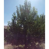 金玉苗木长期供应京红海棠树