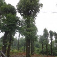 30公分香樟价格移植香樟树价格
