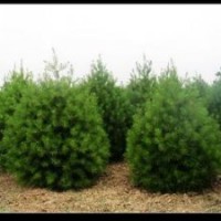 供应侧柏 白皮松 紫叶李 钙果苗 国槐苗 刺槐