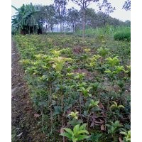 供应40-50公分高纯品状元红移栽小苗