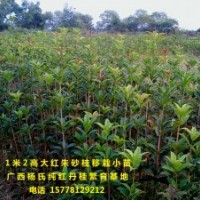 供应1米2高优质大红朱砂桂移栽小苗