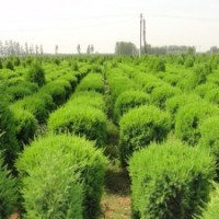 绿洲苗木出售桧柏球|桧柏球