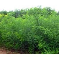 供应国槐、刺槐、紫穗槐、香花槐