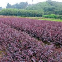 供应红花继木、杜鹃、红叶石楠、金边黄杨、金叶女贞等工程小苗