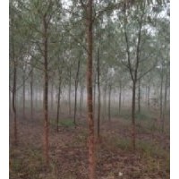 供应竹柳、插接条、1-3年成才苗