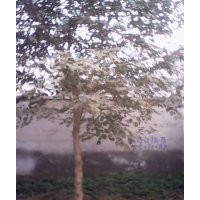 大量出售各种规格，大构树。